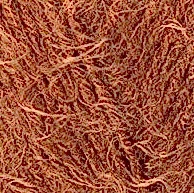 P05520